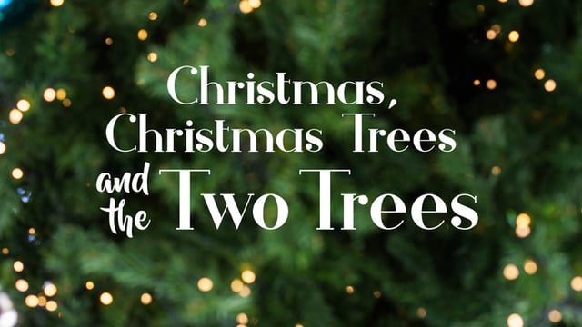 Christmas, Christmas Trees and the Two Trees 