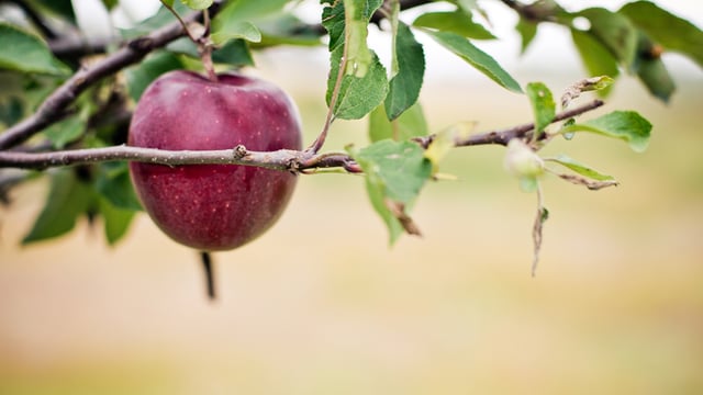 Deceived Christianity: Who Was the Ultimate Perpetrator?