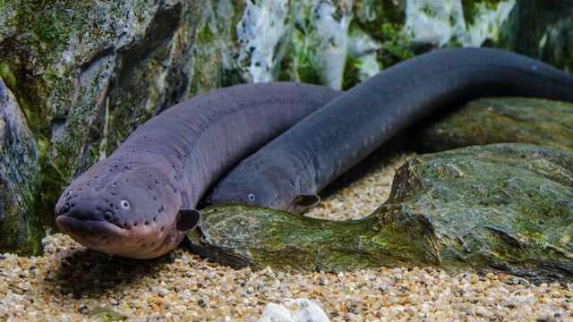 Electric Gene Discovery Stuns Biologists