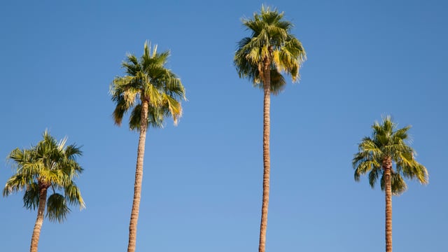Four Lessons From Palm Trees
