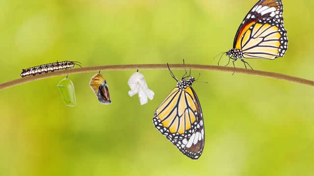 Lessons From a Caterpillar’s Transformation to Butterfly 