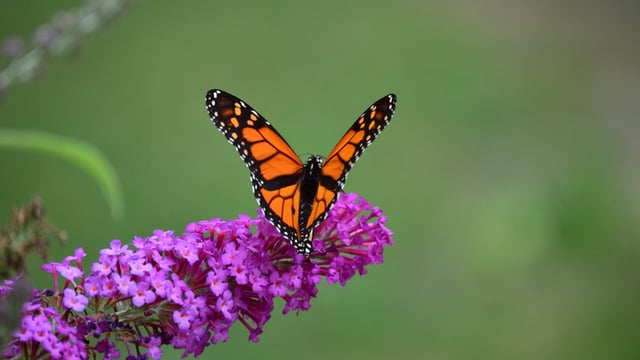 The Butterfly Effect and Our Decisions