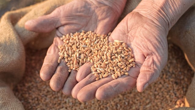 what-does-genetically-modified-wheat-portend