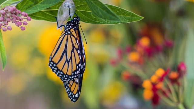 What Is the Meaning of Romans 12:2? Conformed or Transformed?
