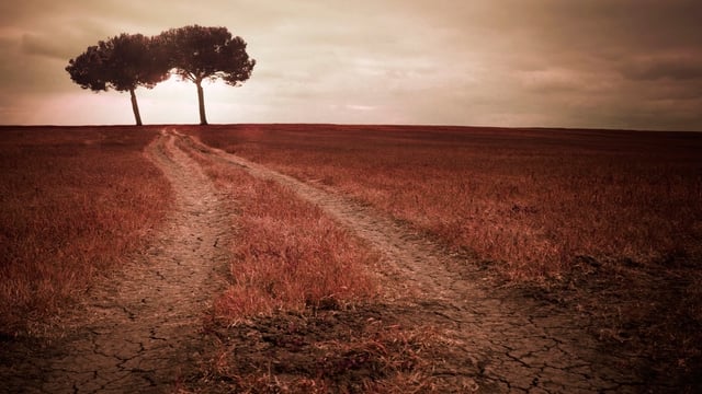 Which Tree Do You Pick?