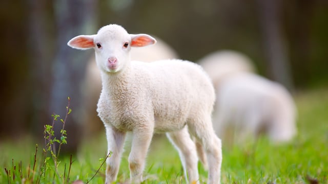 Why Is Jesus Called the Lamb of God?