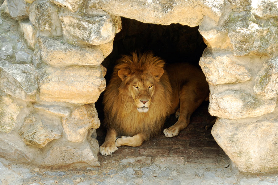 In The Lion`S Den