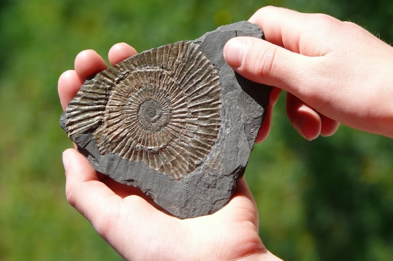 The Fossil Record And Creation Life Hope Truth